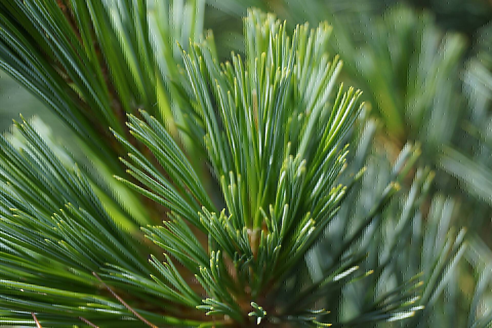 Pinus flexilis Vanderwolf's Pyramid_01